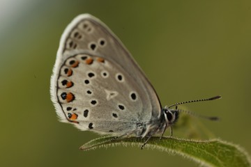 colorful butterfly on green background.turkey 
