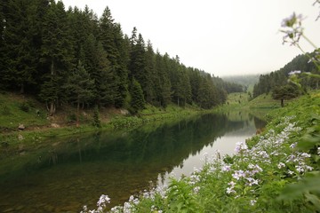 Fototapeta premium endemic flower varieties.artvin/savsat/turkey
