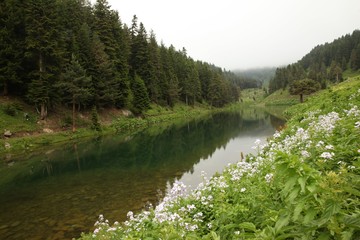 endemic flower varieties.artvin/savsat/turkey