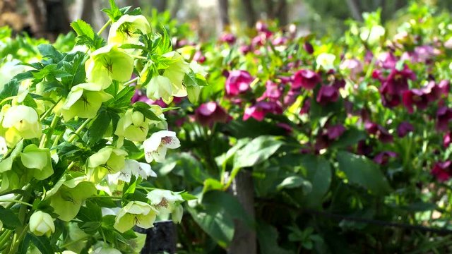 満開のクリスマスローズ