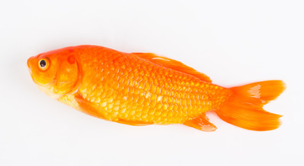 Dead gold fish on white background