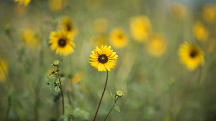 Wild flower, La Pampa.  Patagonia, Argentina