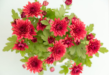 Obraz na płótnie Canvas red chrysanthemums on a light background