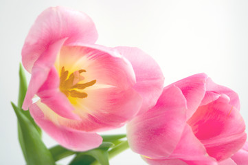Spring flowers. Pink blooming tulips close up.