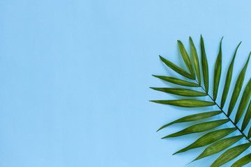 Palm leaf on a light blue background