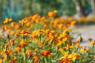 yellow flowers in the garden