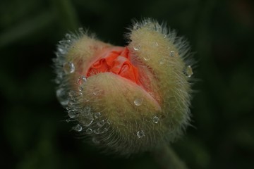 endemic flower varieties.artvin/savsat/turkey