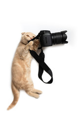 Crazy photographer. Funny cat with camera isolated on white background. Creative concept for World photography day, banner, greeting card