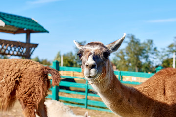 Obraz premium lama at zoo