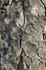 bark of old pine. close up. selective focus