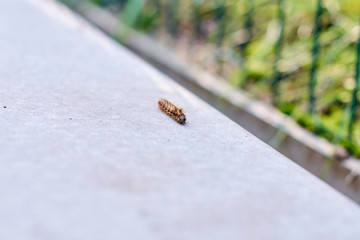 The caterpillar crawled