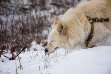 dog in the snow