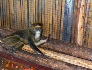 South American monkey