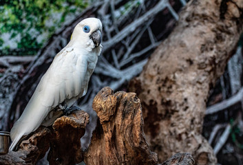 White Parrot