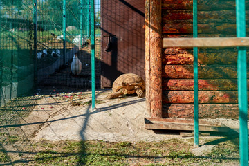 Big turtle in zoo