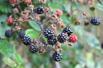 blackberries on blackberry bush bramble growing ripening 