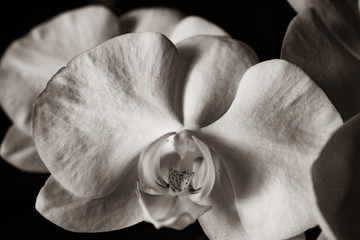 Super close up of beautiful white orchid; indoor  plants with sunset light.