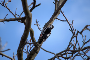 Woodpecker eating a walnut tree larva