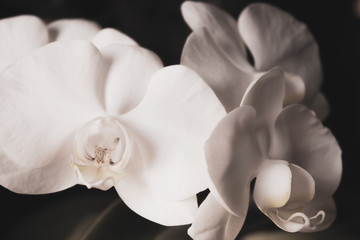 Super close up of beautiful white orchid; indoor  plants with sunset light.