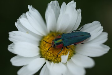 an insect crawling on a white flower.