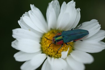 an insect crawling on a white flower.