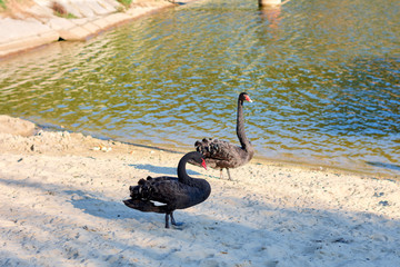 black swans in the zoo near the water