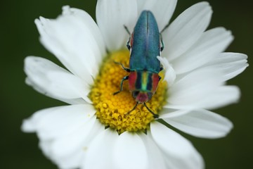 an insect crawling on a white flower.