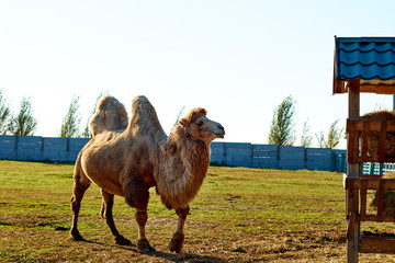 camels at the zoo on a sunny day