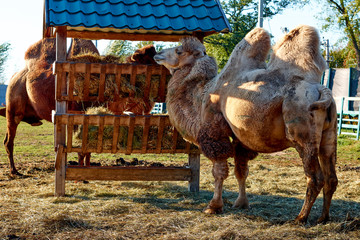 camels at the zoo on a sunny day