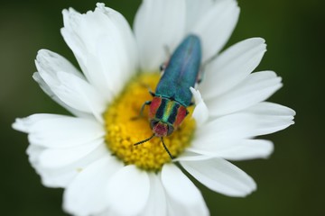 an insect crawling on a white flower.