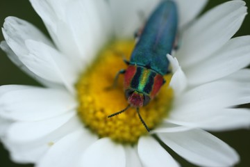 an insect crawling on a white flower.