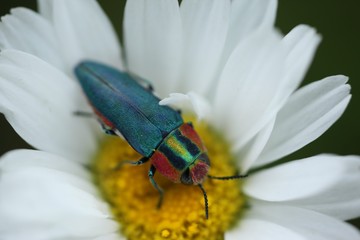 an insect crawling on a white flower.