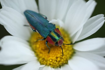 an insect crawling on a white flower.