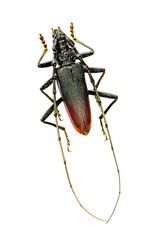 Cerambyx cerdo on white background