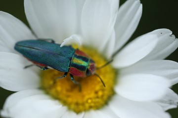 an insect crawling on a white flower.