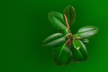 Potted young ficus tree on green background. Top view