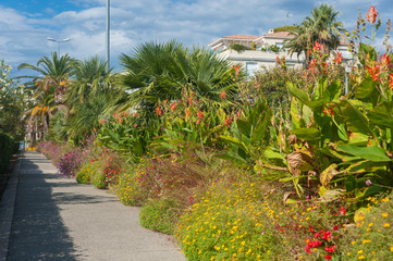 Fototapeta premium Plants in Saint-Raphael