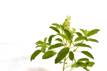 Thai basil on white background