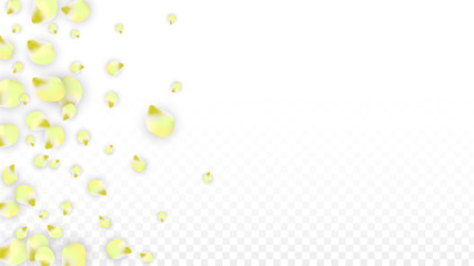 Vector Realistic Pink Petals Falling on Transparent Background.  Spring Romantic Flowers Illustration. Flying Petals. Sakura Spa Design. Blossom Confetti.