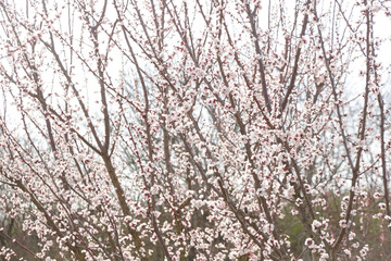 Orchard trees in bloom, springtime beauty