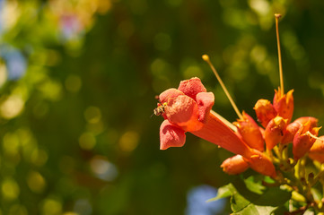 bee on flower