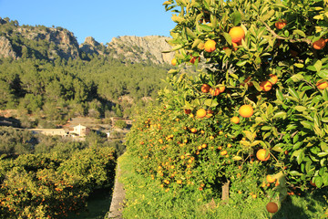 Orangen im Tal von Soller