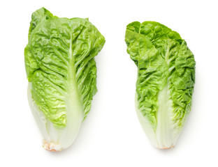 Romaine Lettuce Isolated On White Background