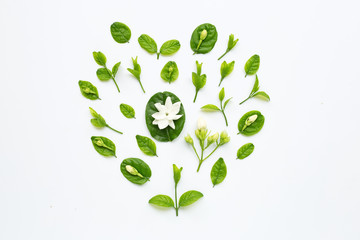 Jasmine flower and leaves on white.