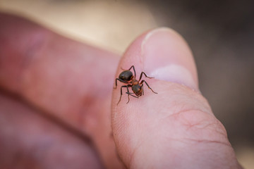 ant bites the finger