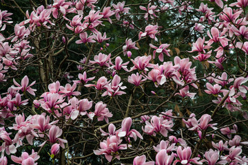 pink flowers in the garden