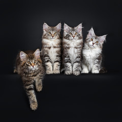 Fototapeta na wymiar Perfect row of four Maine Coon cat kittens sitting next to each other, sitting and laying down. Looking beside lens with brown alert eyes. Isolated on a black background.