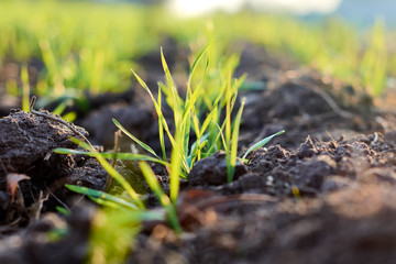Fototapeta premium Green wheat field. Young wheat in neat rows