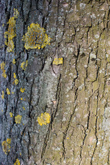 texture of tree bark, with lichen and moss