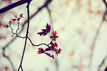 red maple leaves on the branch